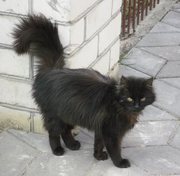 Кошка молодая (1, 5 года) в дар