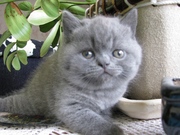 британские котята питомник Sunny Bunny