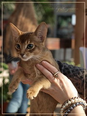 абиссинские котята