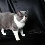 Вязка, британский кот