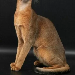 Продам абиссинских котят (домашние пумы) дикого окраса.