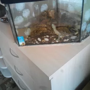 красноухая черепаха с аквариумом