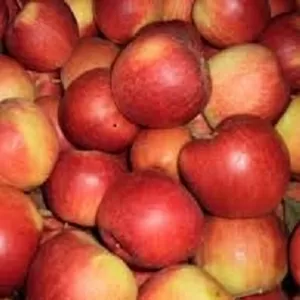 оптом свежие яблоки(Польша)