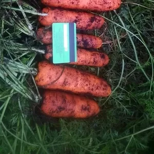 Морковь крупным оптом напрямую от производителя,  от 20 тонн