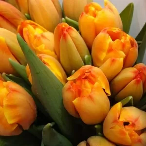 Тюльпаны оптом к 8 марта