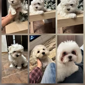 Щенки мальтийской болонки 1 девочка 3 мальчика 