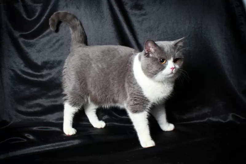 Вязка, британский кот