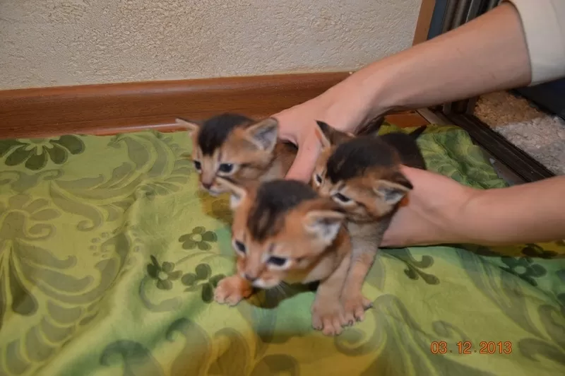 Продам абиссинских котят (домашние пумы) дикого окраса. 3