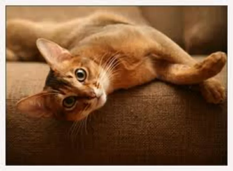Продам абиссинских котят (домашние пумы) дикого окраса. 5