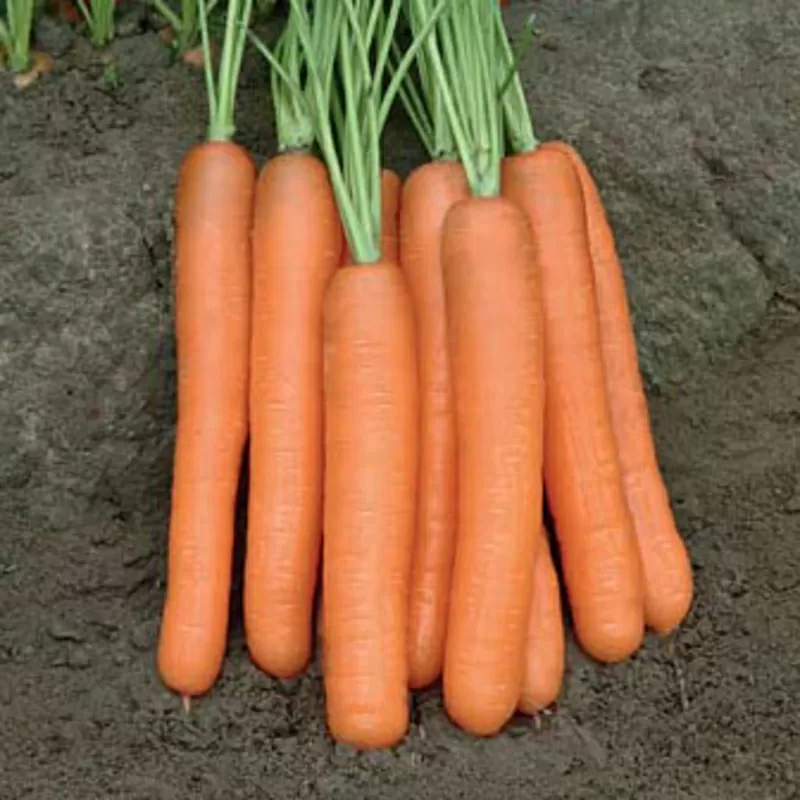 ОВОЩИ ОПТОМ (морковь,  капуста,  свекла,  помидоры)- БЕЛАРУСЬ 3