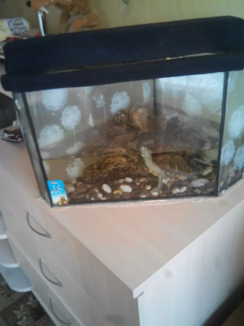 красноухая черепаха с аквариумом