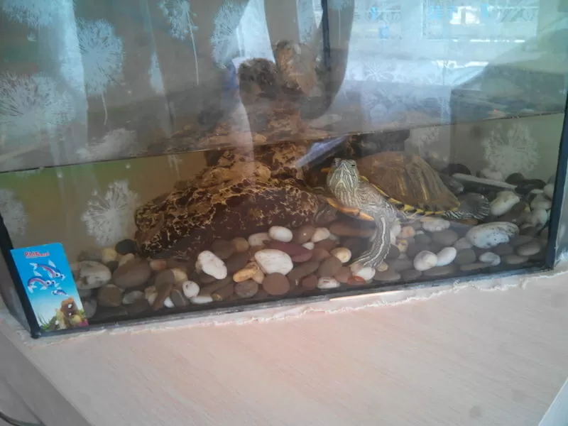красноухая черепаха с аквариумом 2