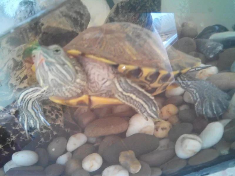красноухая черепаха с аквариумом 3