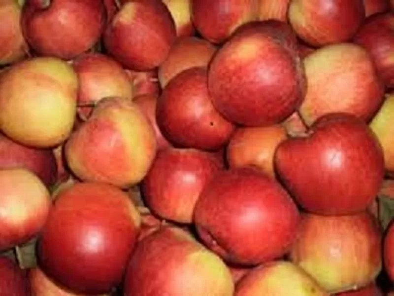 оптом свежие яблоки(Польша)