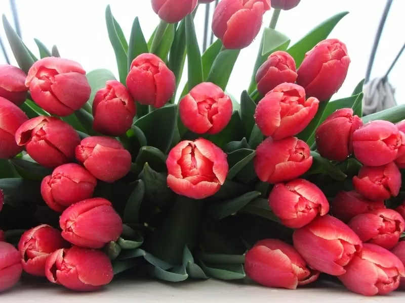 Тюльпаны оптом к 8 марта 2