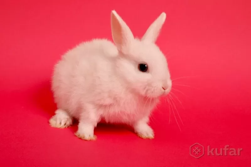 В Бресте-милахи крольчата(кролики самые маленькие) 5