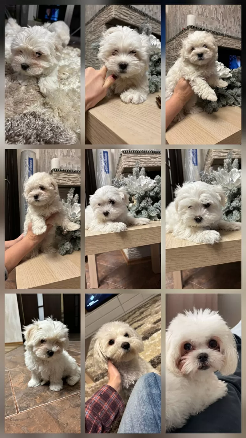 Щенки мальтийской болонки 1 девочка 3 мальчика 