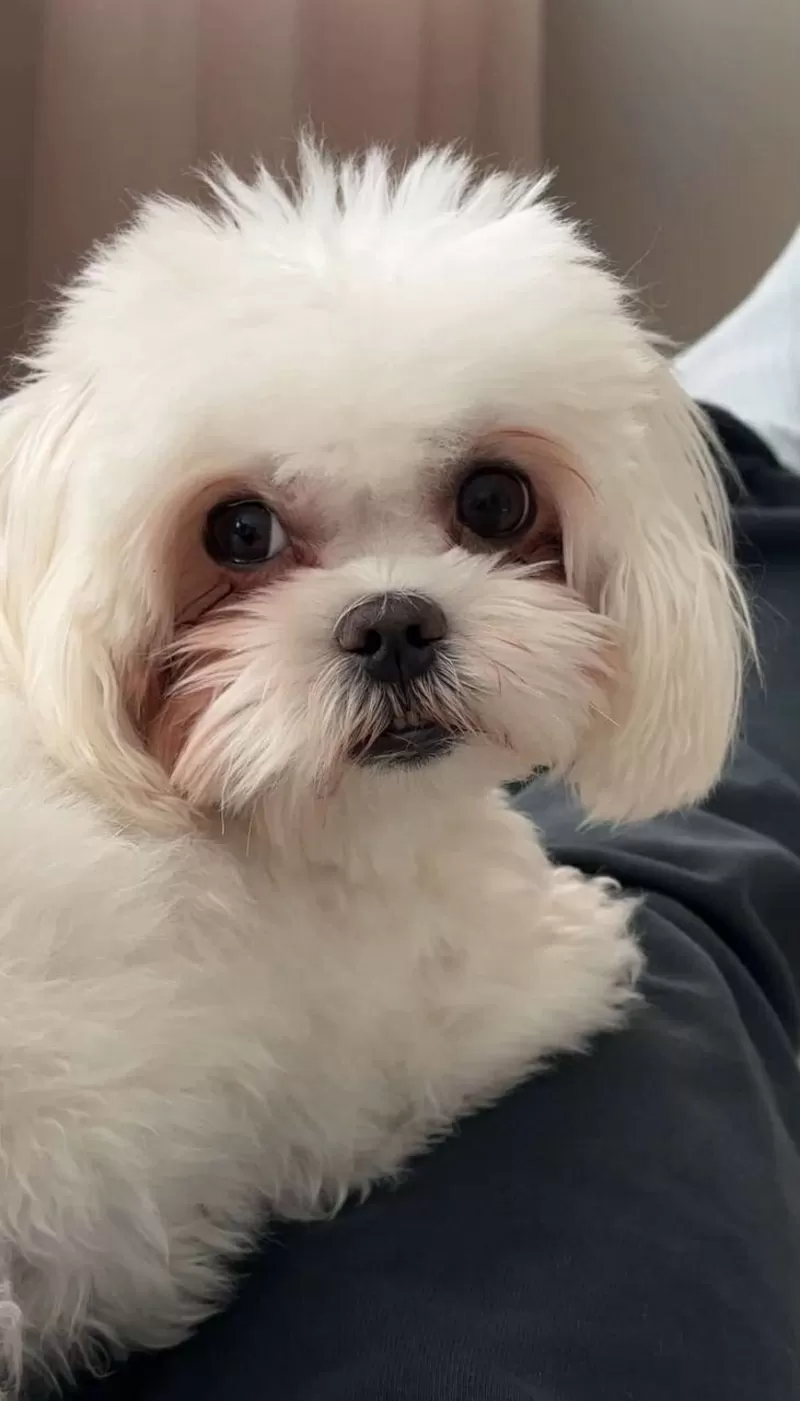 Щенки мальтийской болонки 1 девочка 3 мальчика  9