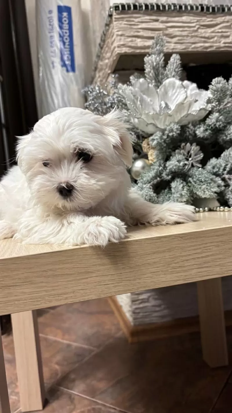 Щенки мальтийской болонки 1 девочка 3 мальчика  2