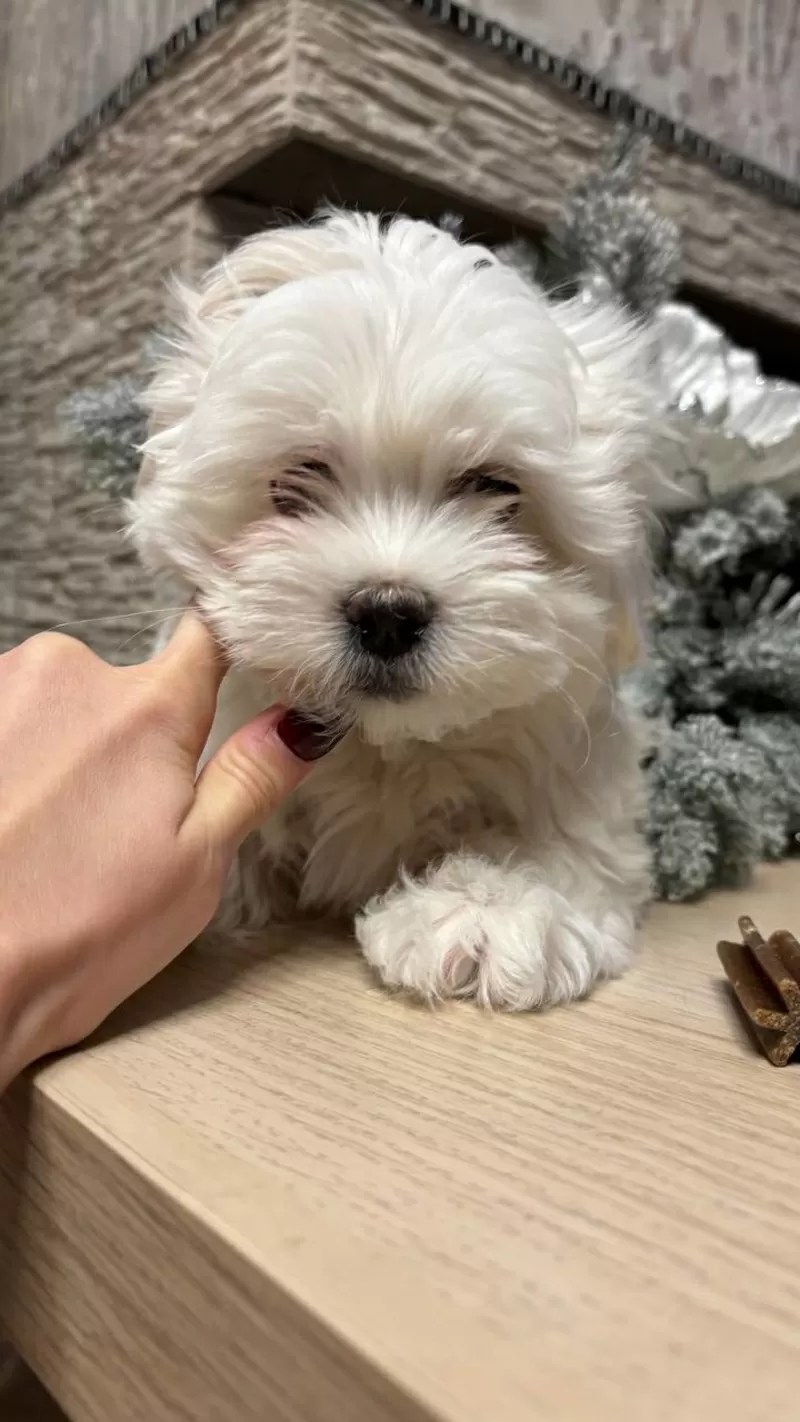 Щенки мальтийской болонки 1 девочка 3 мальчика  3