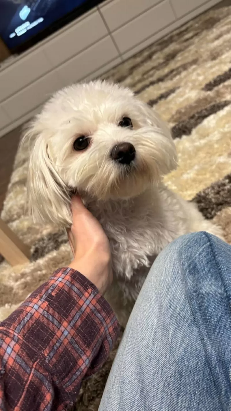 Щенки мальтийской болонки 1 девочка 3 мальчика  5