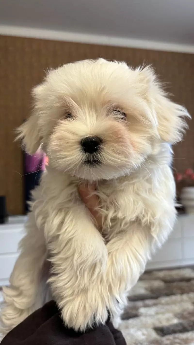 Щенки мальтийской болонки 1 девочка 3 мальчика  6